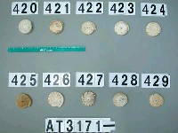 藏品(芋螺貝)的圖片